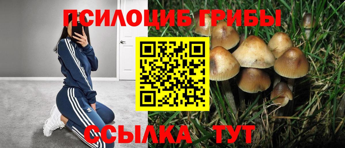 Псилоцибиновые грибы Cubensis Алапаевск